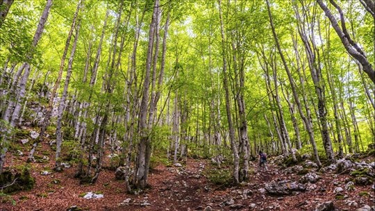 Près de 18 000 $ pour l’aménagement durable des forêts publiques