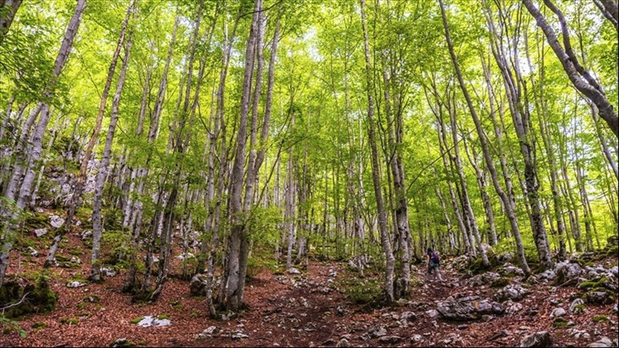 Près de 18 000 $ pour l’aménagement durable des forêts publiques
