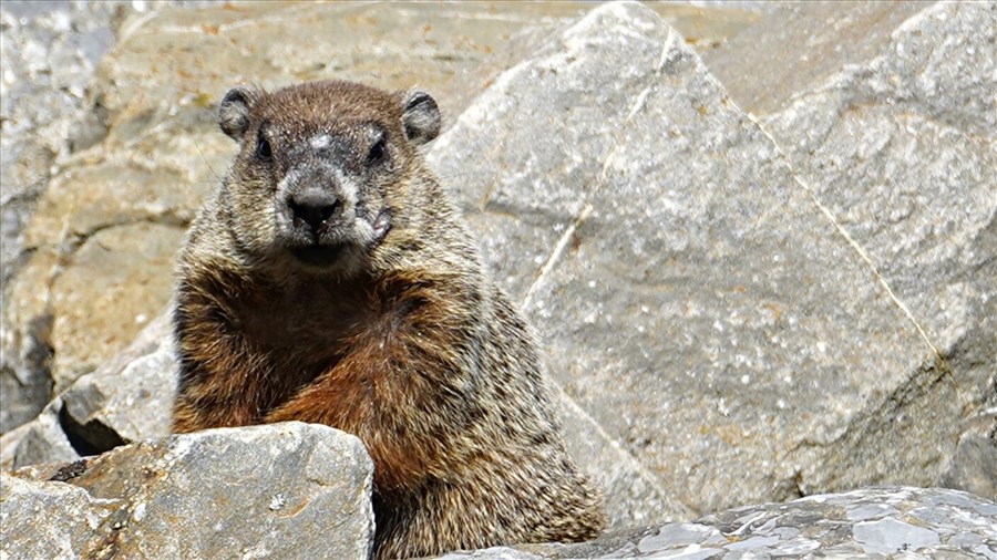 Fred la marmotte prédit un printemps hâtif pour 2026