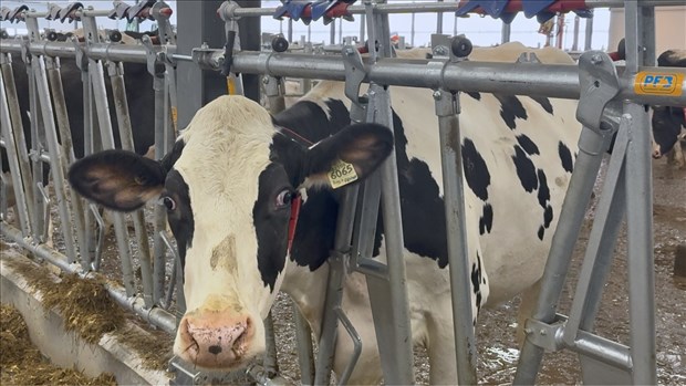 La Beauce accueille le Congrès Holstein Québec