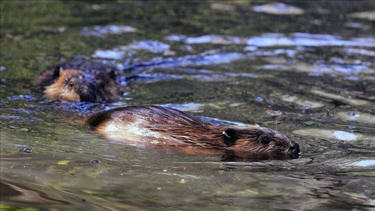 Une étude appelle à revoir la perception négative des barrages de castors