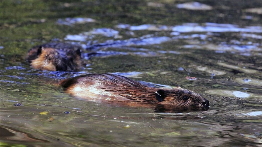 Une étude appelle à revoir la perception négative des barrages de castors