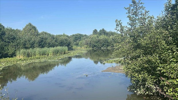 Le myriophylle à épis progresse dans un marais de Scott