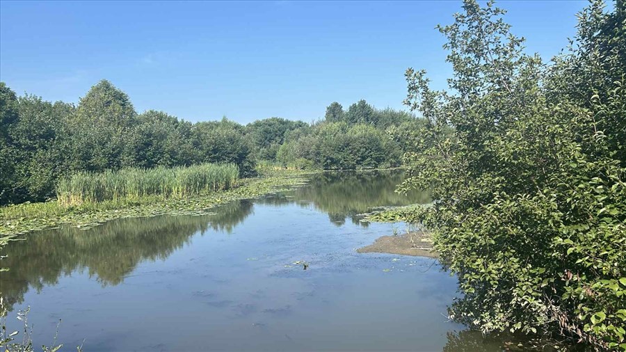 Le myriophylle à épis progresse dans un marais à Sainte-Marie