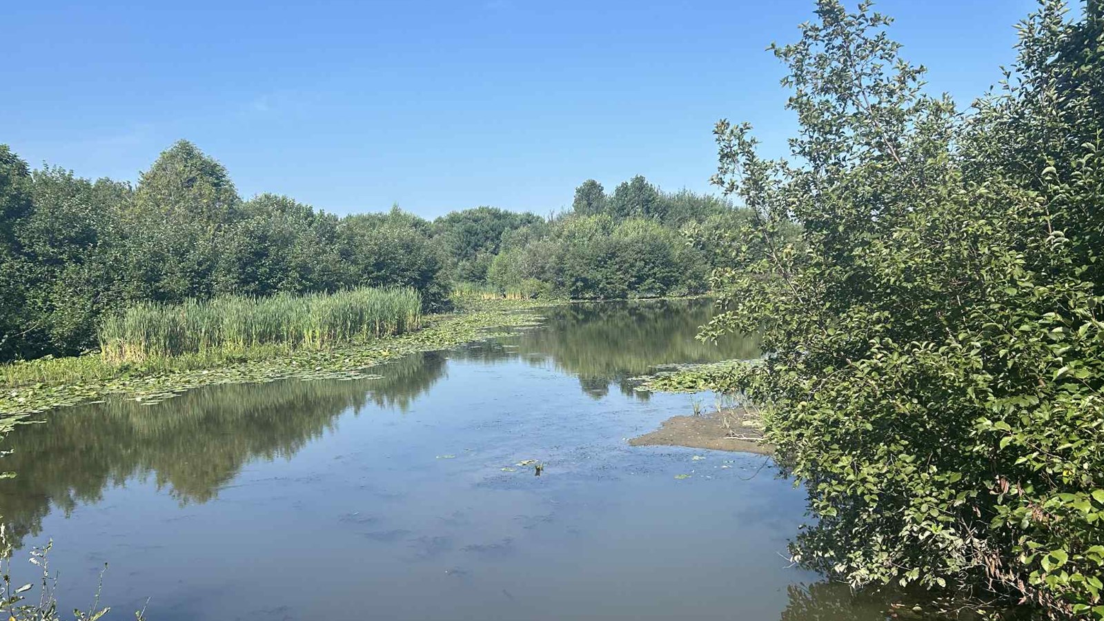 Le myriophylle à épis progresse dans un marais à Saine-Marie
