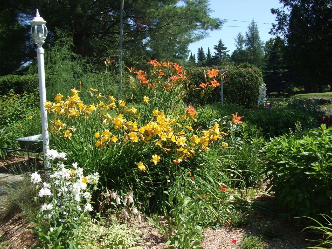 Hémérocalles en folie