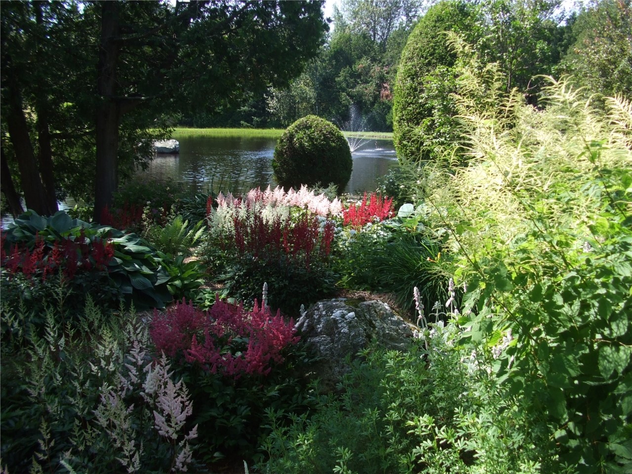 Spirée Barbe de Bouc